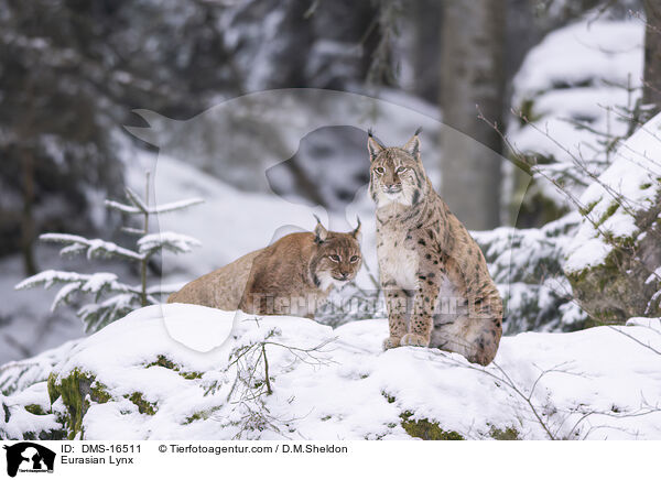 Eurasischer Luchs / Eurasian Lynx / DMS-16511