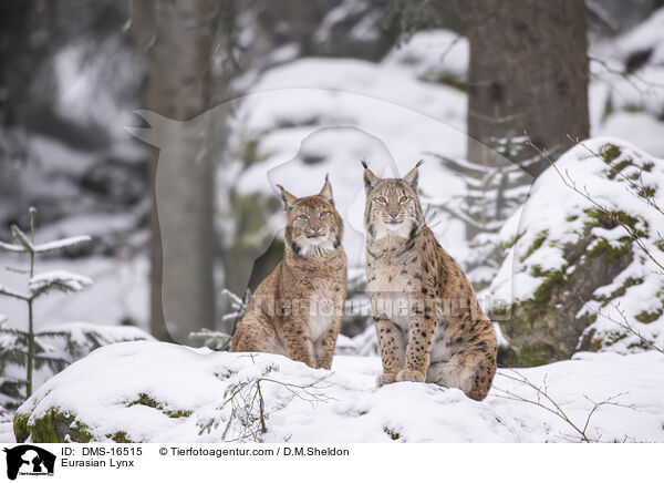Eurasischer Luchs / Eurasian Lynx / DMS-16515