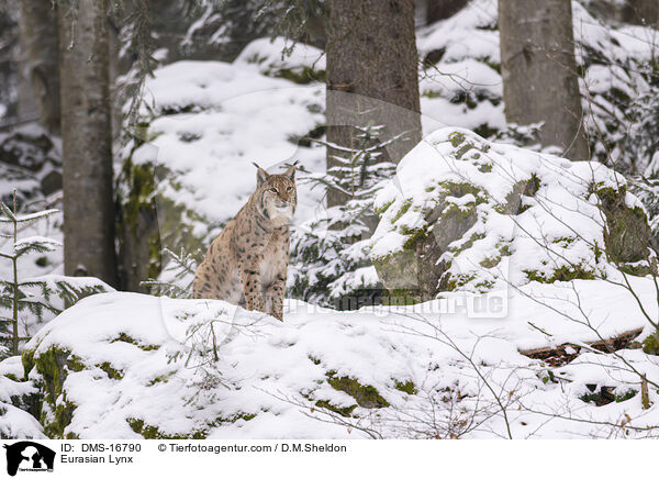 Eurasischer Luchs / Eurasian Lynx / DMS-16790