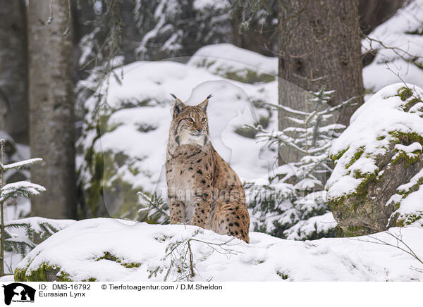 Eurasischer Luchs / Eurasian Lynx / DMS-16792