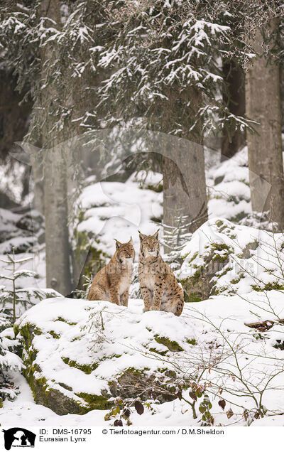 Eurasischer Luchs / Eurasian Lynx / DMS-16795