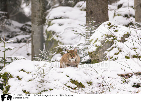 Eurasischer Luchs / Eurasian Lynx / DMS-16797