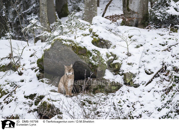 Eurasischer Luchs / Eurasian Lynx / DMS-16798