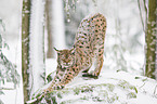 Lynx lynx