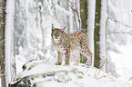 Lynx lynx