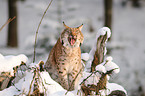 lynx