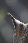 Eurasian Lynx ear
