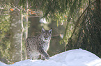 lynx