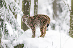 lynx
