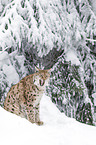 lynx