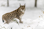 lynx