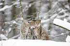 lynxes