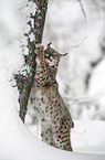 lynx