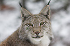 lynx