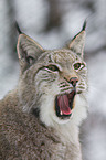 lynx