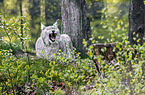 Eurasian Lynx