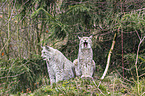 lynxes