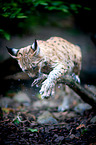 Eurasian Lynx