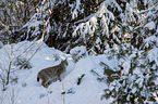 Lynxes
