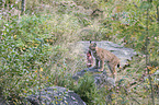 Eurasian Lynx