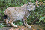 Eurasian Lynx