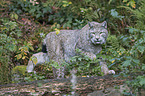 Eurasian Lynx