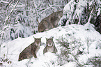 Eurasian Lynxes