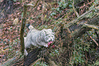 Eurasian Lynx