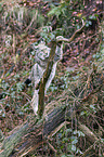 Eurasian Lynx