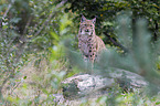 Eurasian Lynx