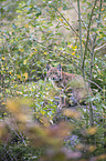 Eurasian Lynx