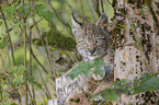 cub