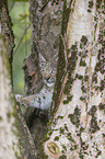 climbing cub