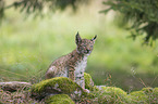 sitting cub