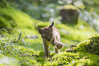 cub