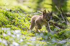 running cub