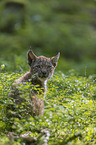 sitting cub