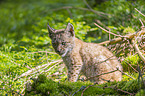 sitting cub