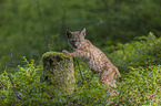 cub
