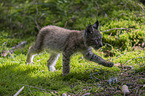 walking cub
