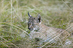 walking cub