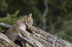 cub