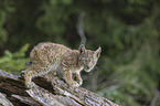 cub