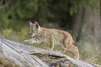 walking cub