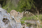 cub