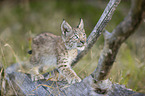 walking cub