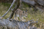 walking cub
