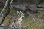 cub