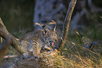 cub