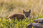cub
